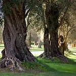 Uliveto Principessa Cittanova (Calabria)