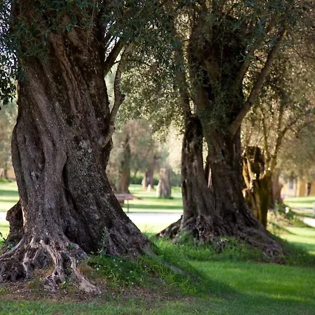 Uliveto Principessa 치타노바