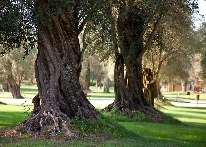 Uliveto Principessa Cittanova (Calabria)